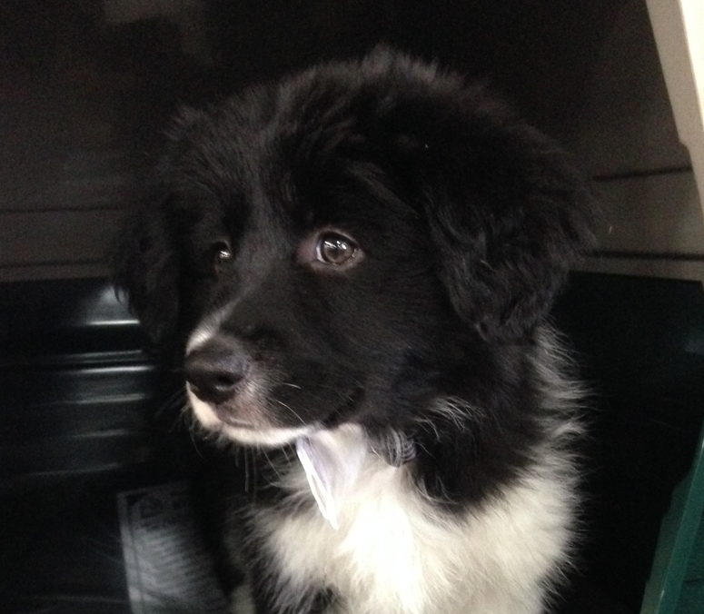 Ozbike Digital Magazine You're Bloody Jokin' Talking Dog Joke